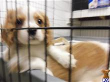 cavalier king charles spaniel puppy posted by mercedes mike